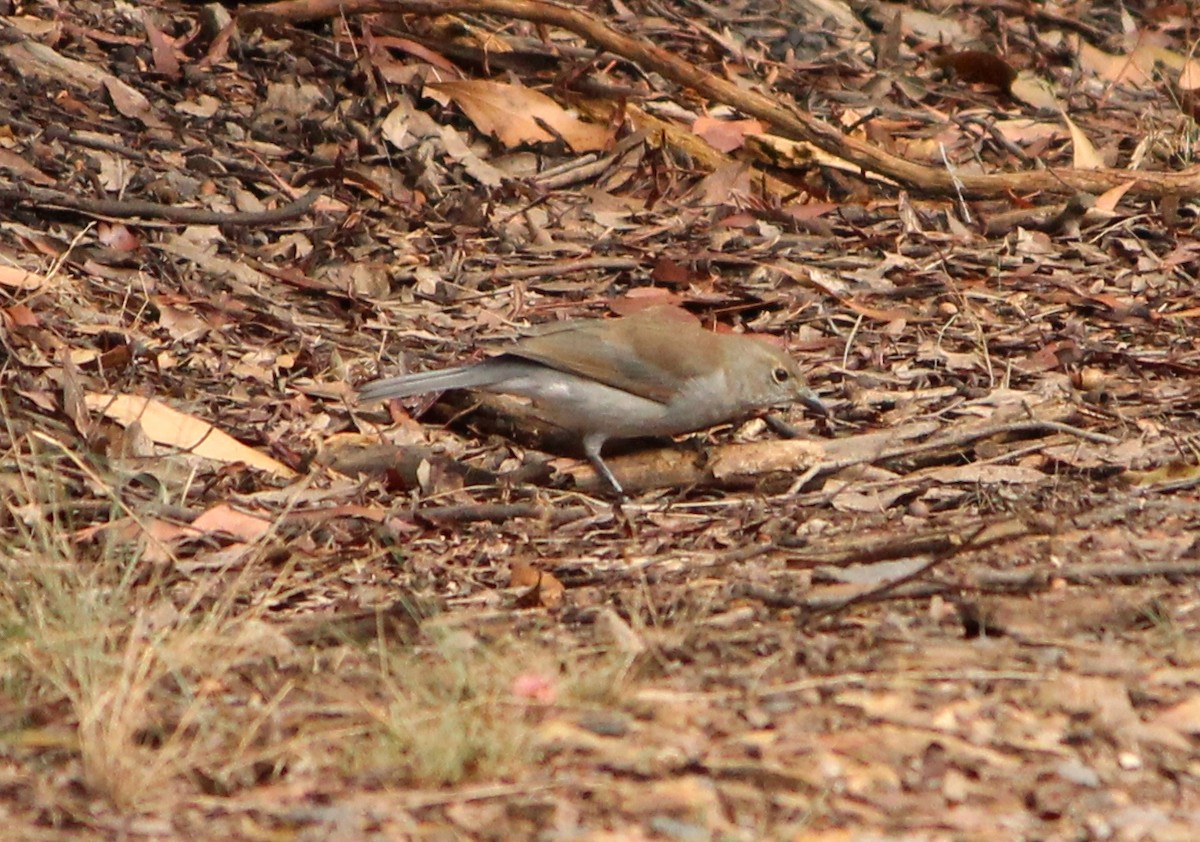 Gray Shrikethrush - ML625980159