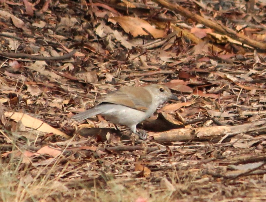 Gray Shrikethrush - ML625980160