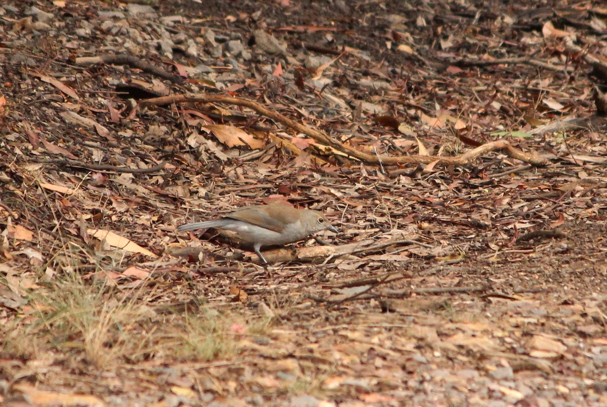 Gray Shrikethrush - ML625980162