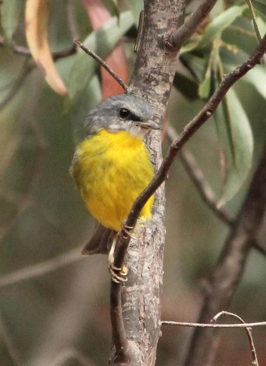 Eastern Yellow Robin - ML625980185