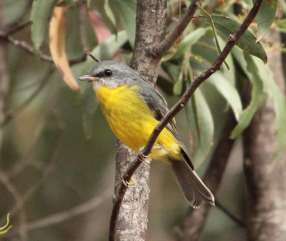 Eastern Yellow Robin - ML625980186