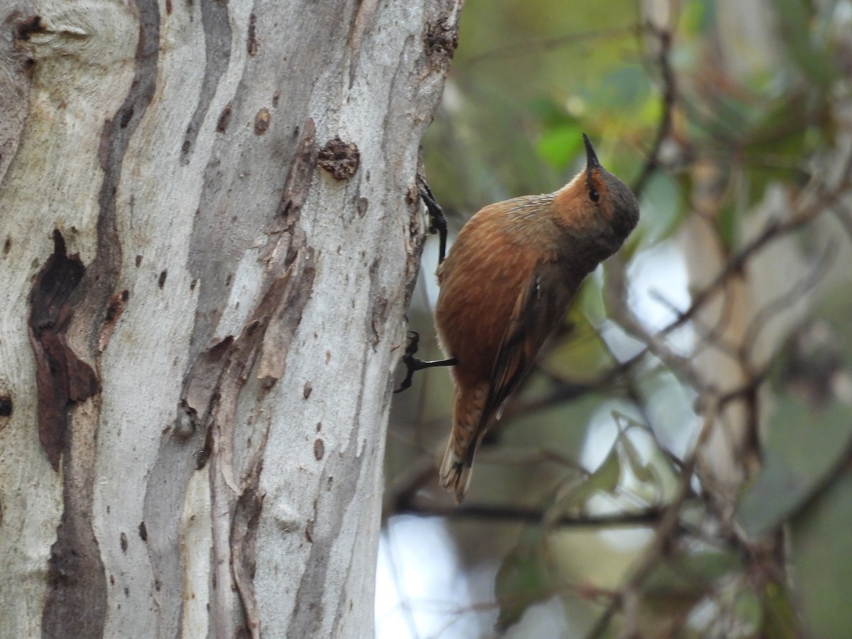 Rufous Treecreeper - ML625980392