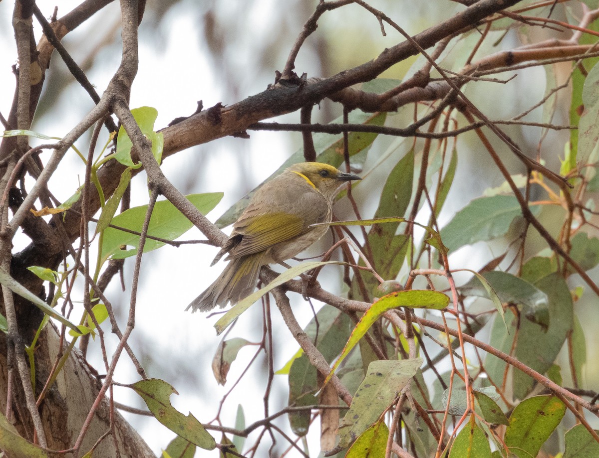 Yellow-plumed Honeyeater - ML625980393