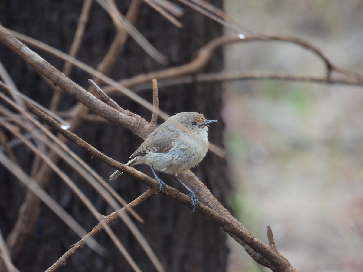 Western Thornbill - ML625980394