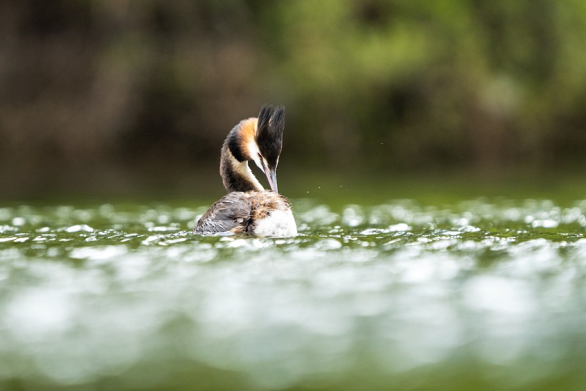 Great Crested Grebe - ML625980449