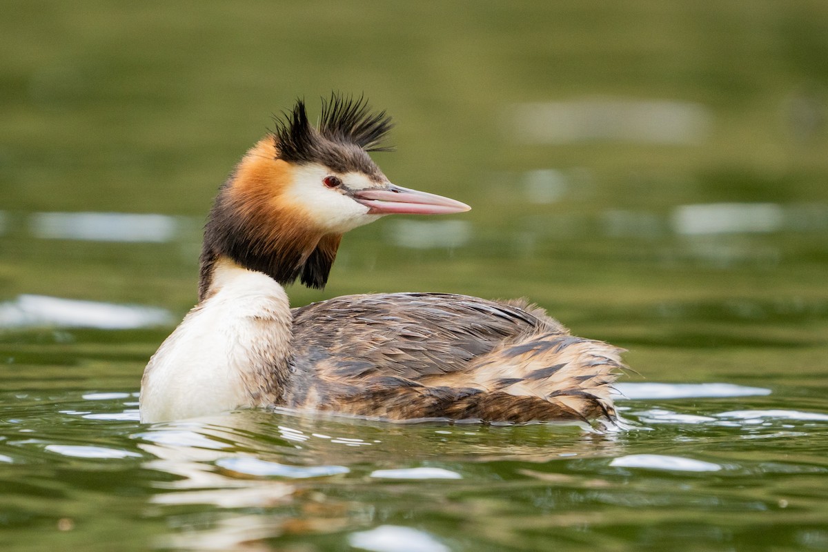 Great Crested Grebe - ML625980450