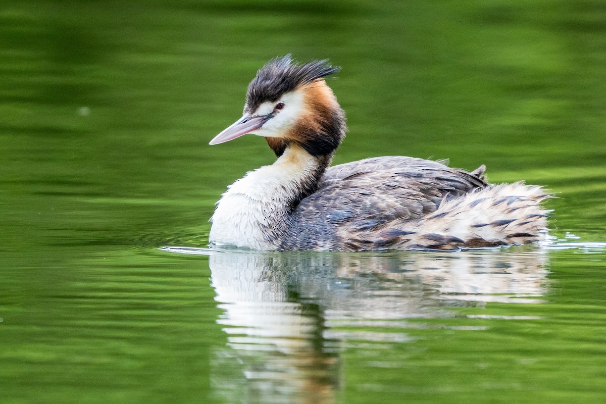 Great Crested Grebe - ML625980451