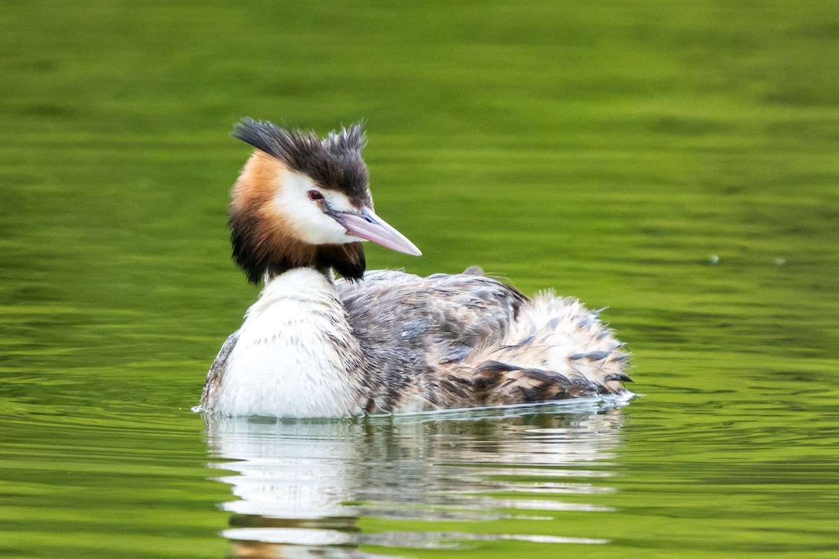 Great Crested Grebe - ML625980452