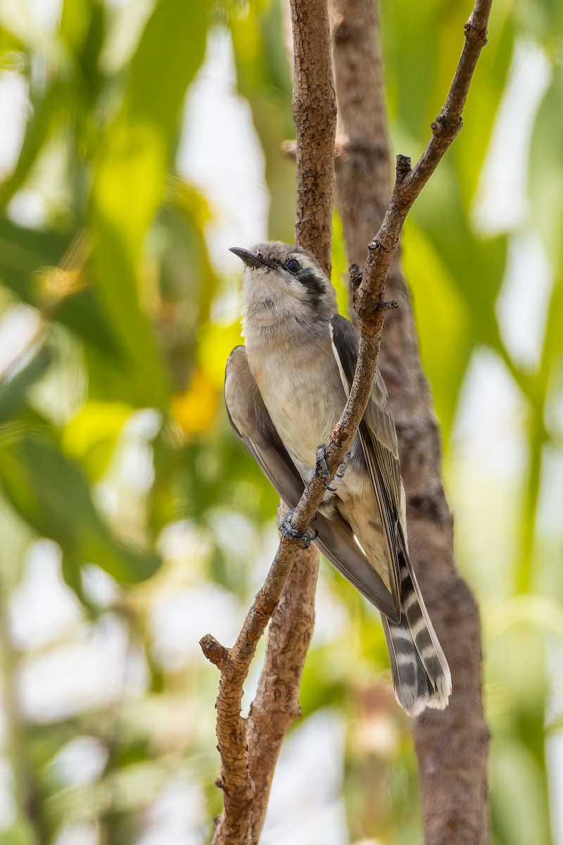 Black-eared Cuckoo - ML625980455