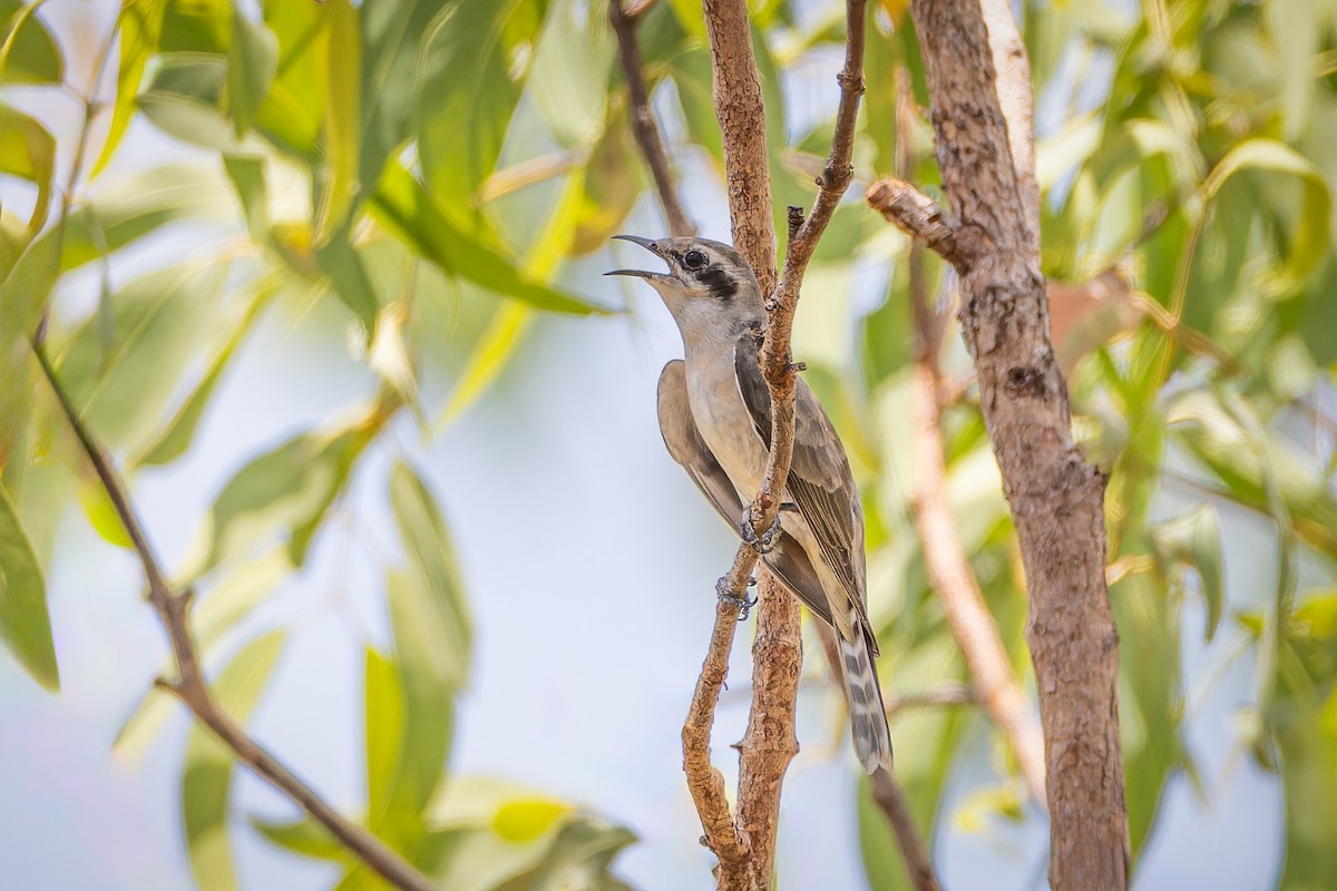 Black-eared Cuckoo - ML625980458