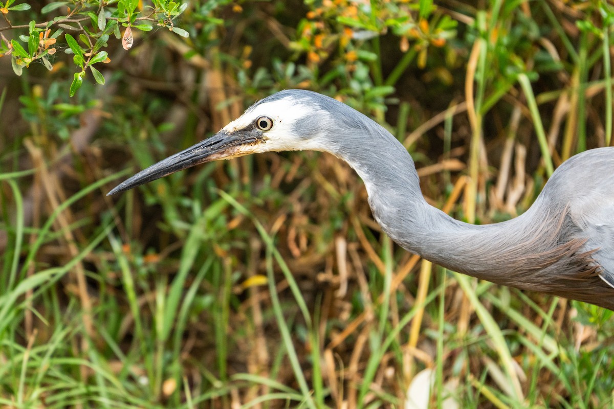 White-faced Heron - ML625980466