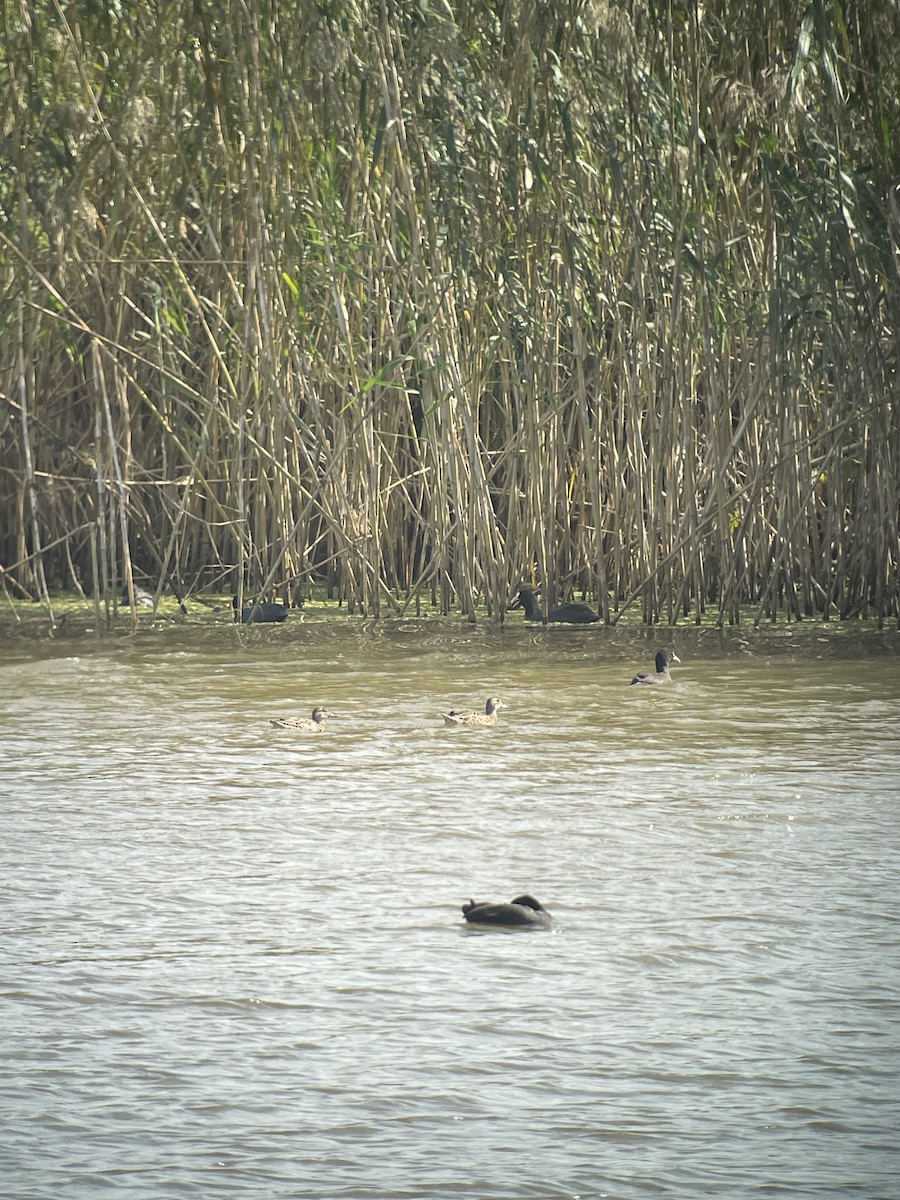 Garganey - ML625980494