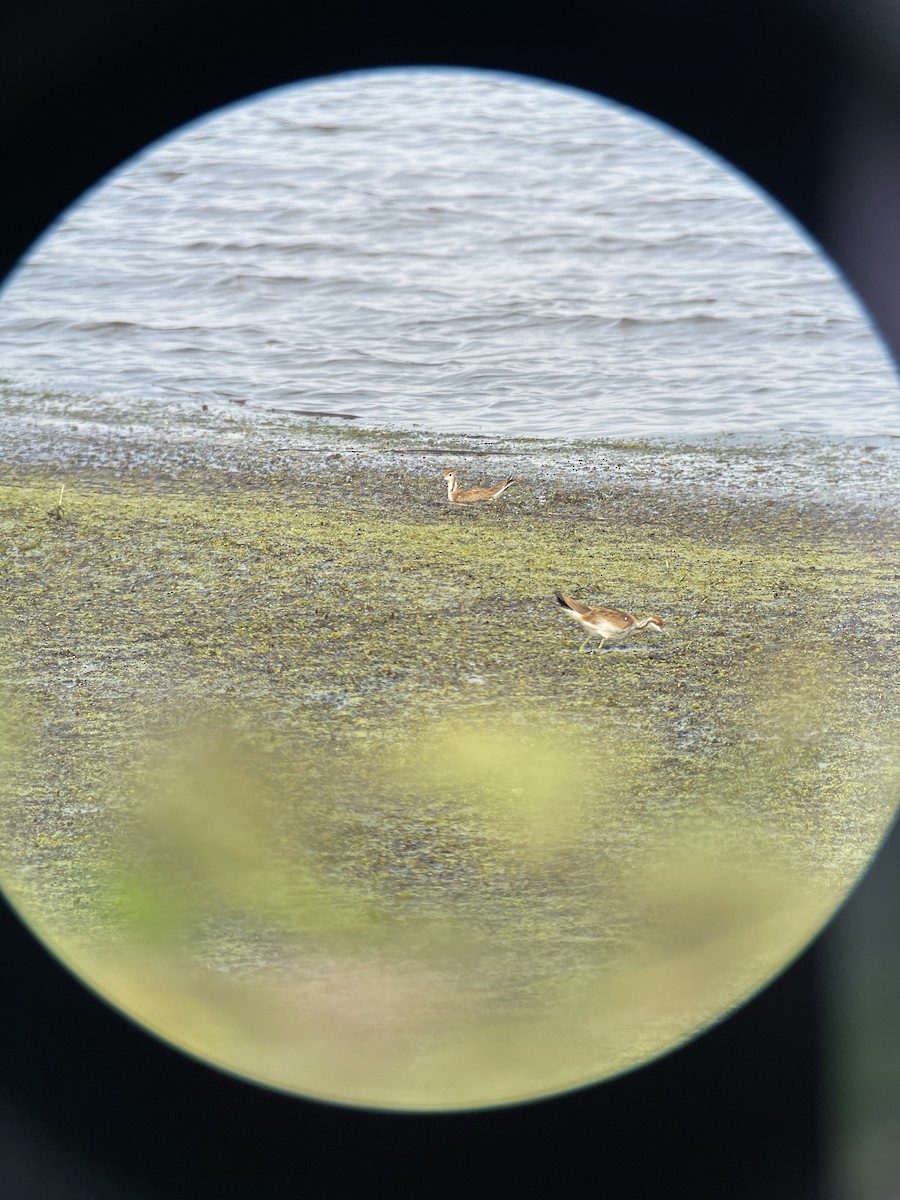 Pheasant-tailed Jacana - ML625980495
