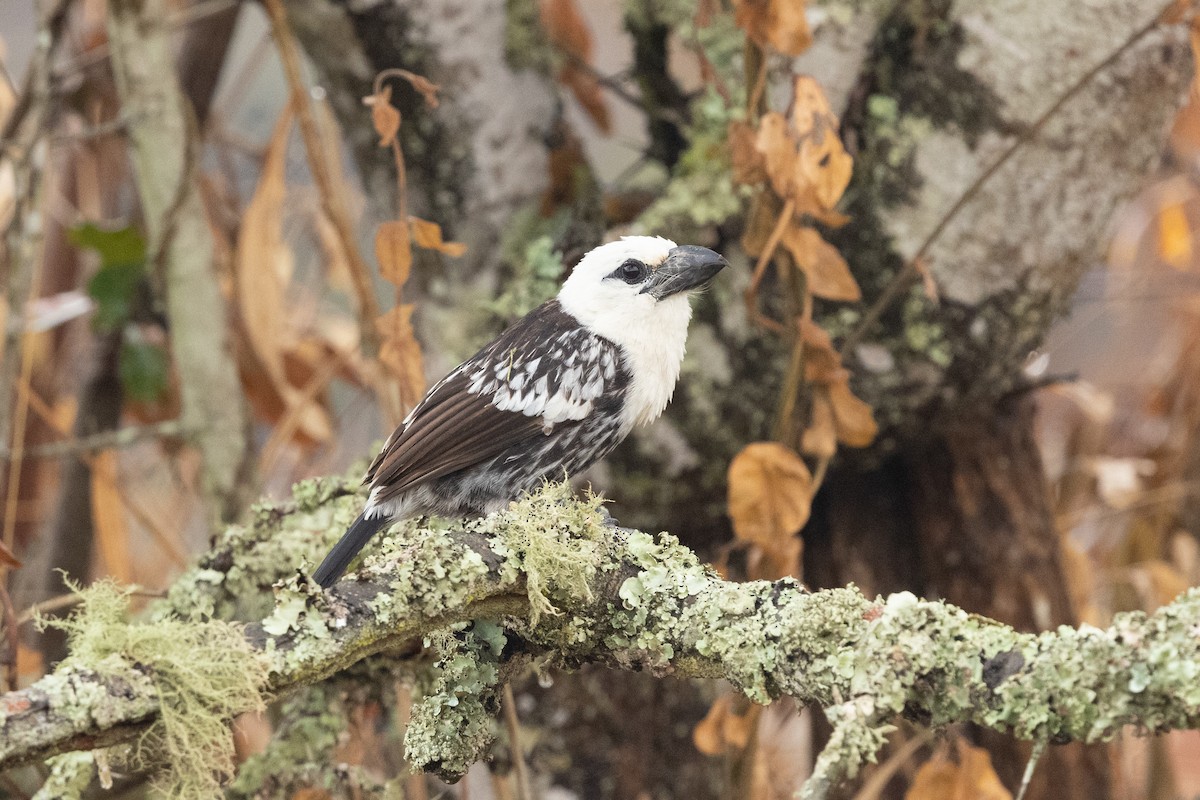 Weißkopf-Bartvogel [leucocephalus-Gruppe] - ML625980674