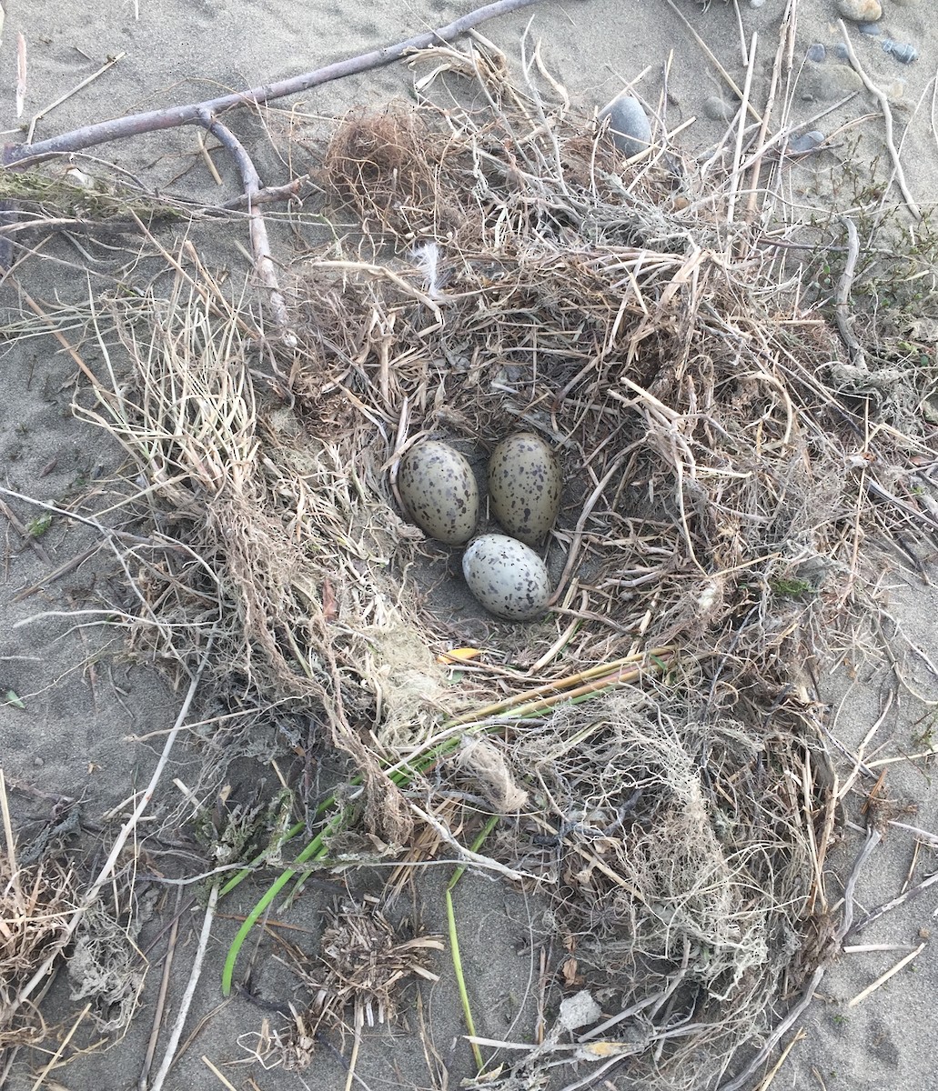 Kelp Gull - ML625980770