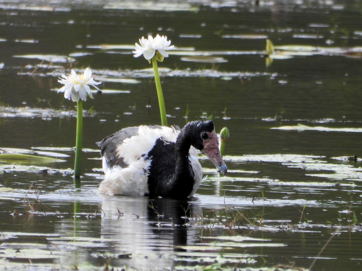 Magpie Goose - ML625980797