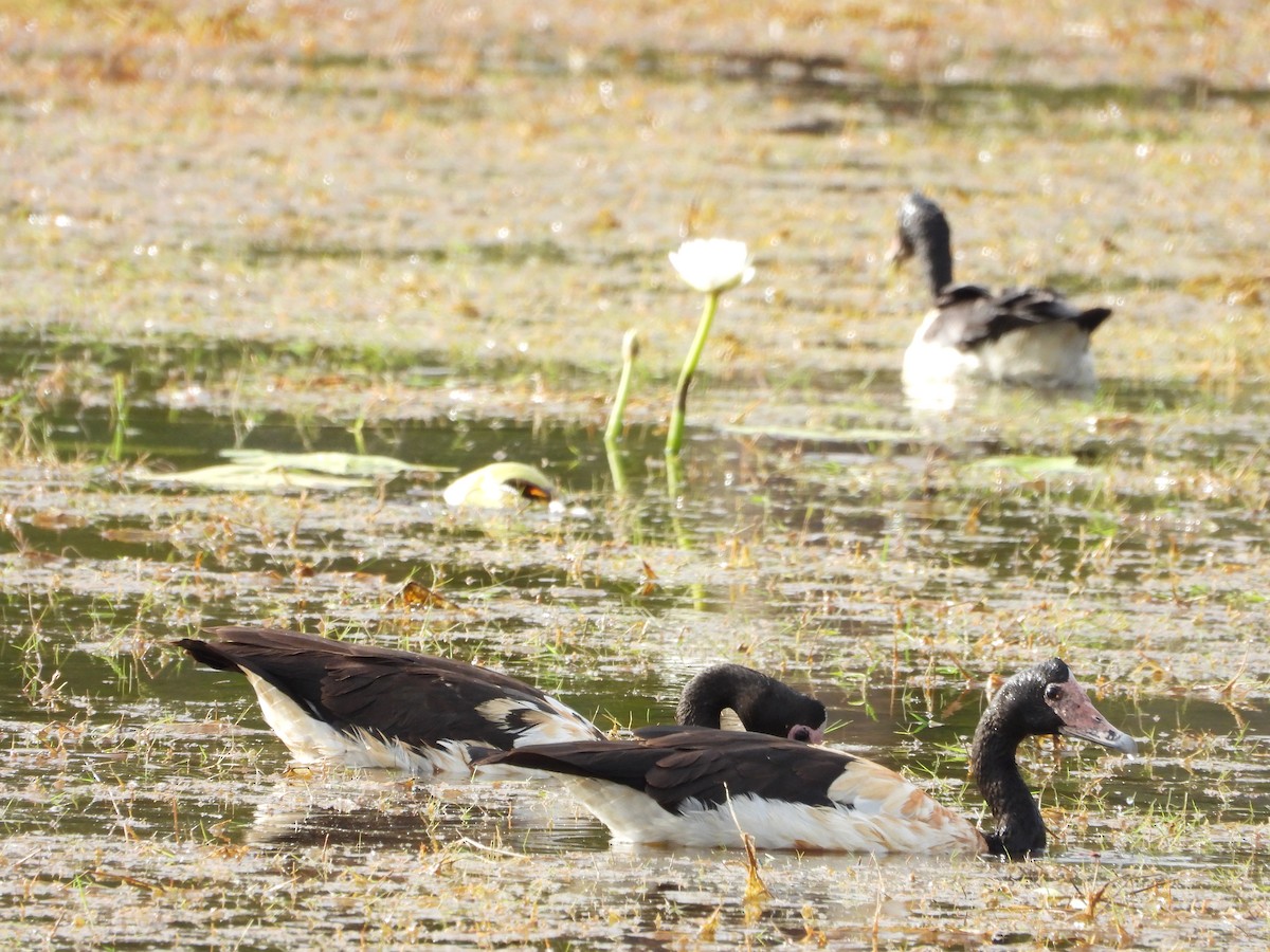 Magpie Goose - ML625980805