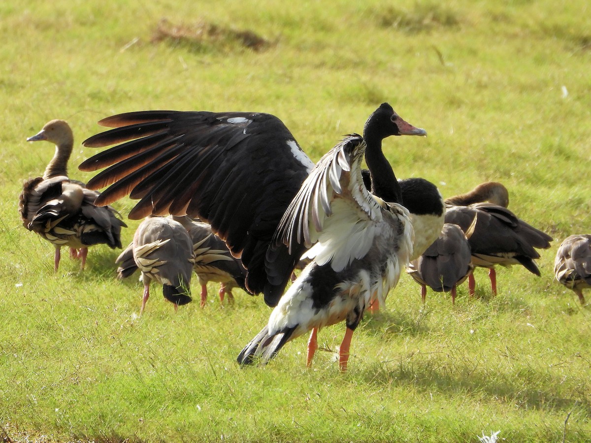 Magpie Goose - ML625980825