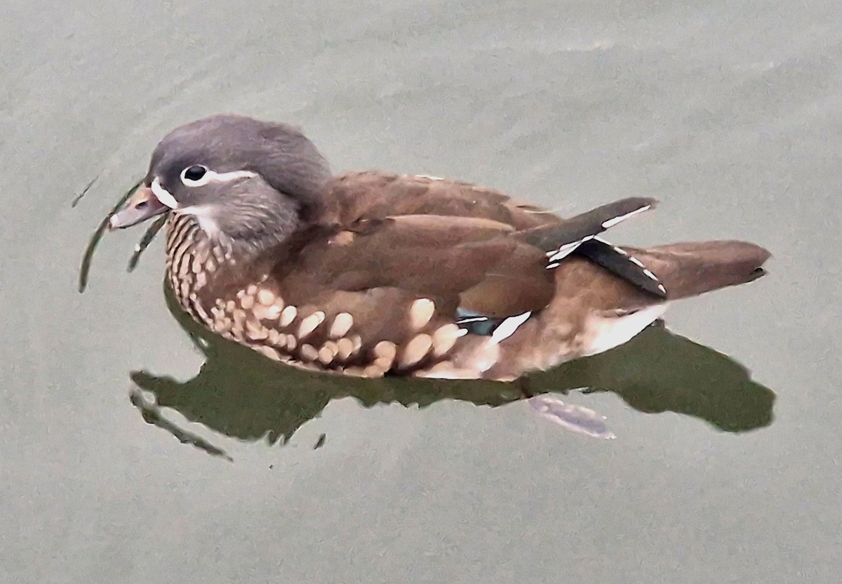 Mandarin Duck - ML625980940