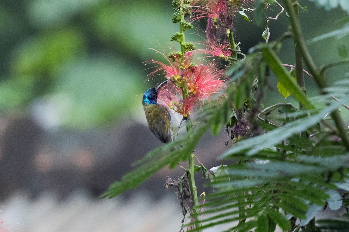 grønnhodesolfugl (verticalis/viridisplendens) - ML625981102