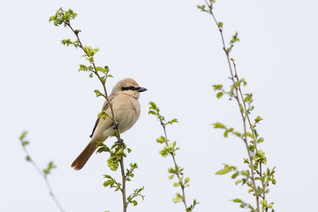 Isabellwürger (isabellinus) - ML625981196