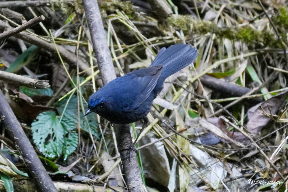 Blue-fronted Robin - ML625981308