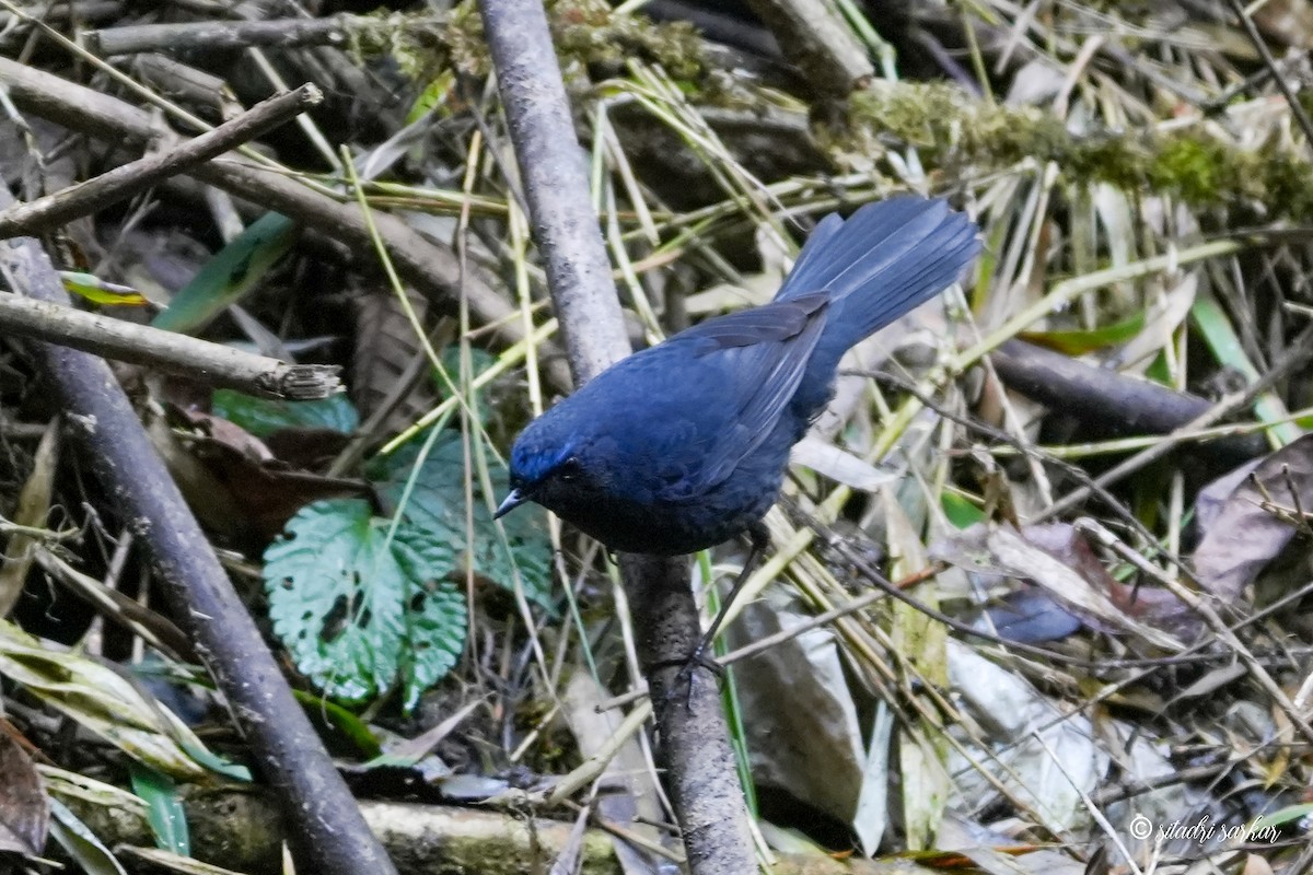 Blue-fronted Robin - ML625981309