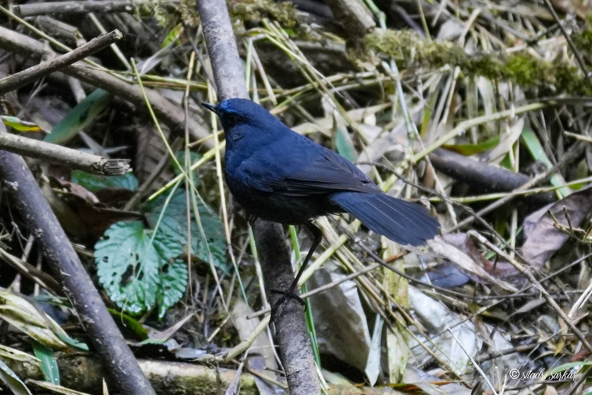 Blue-fronted Robin - ML625981310