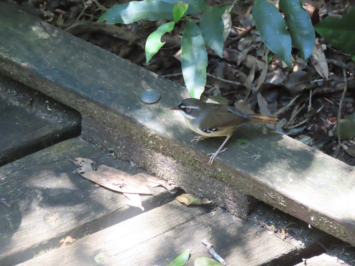 White-browed Scrubwren (Buff-breasted) - ML625981320