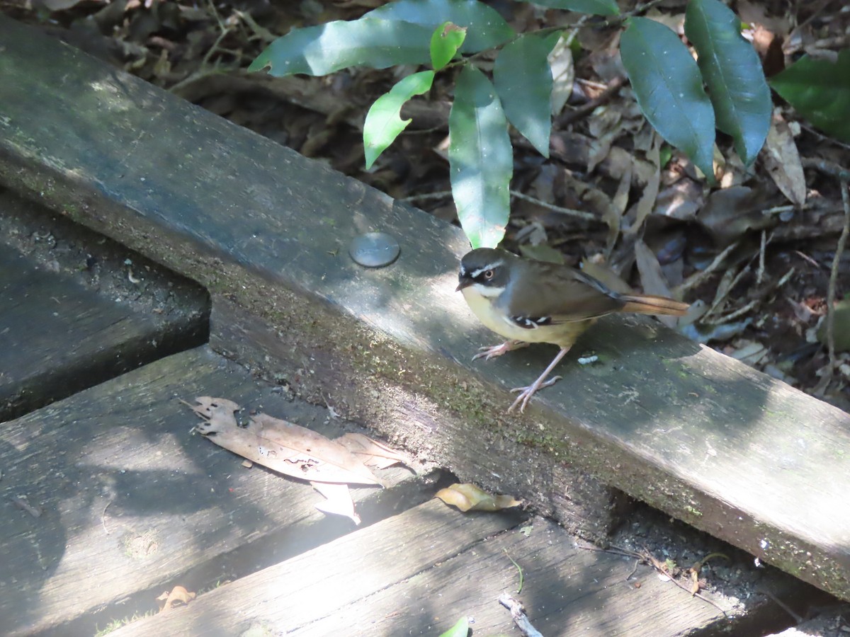 White-browed Scrubwren (Buff-breasted) - ML625981322