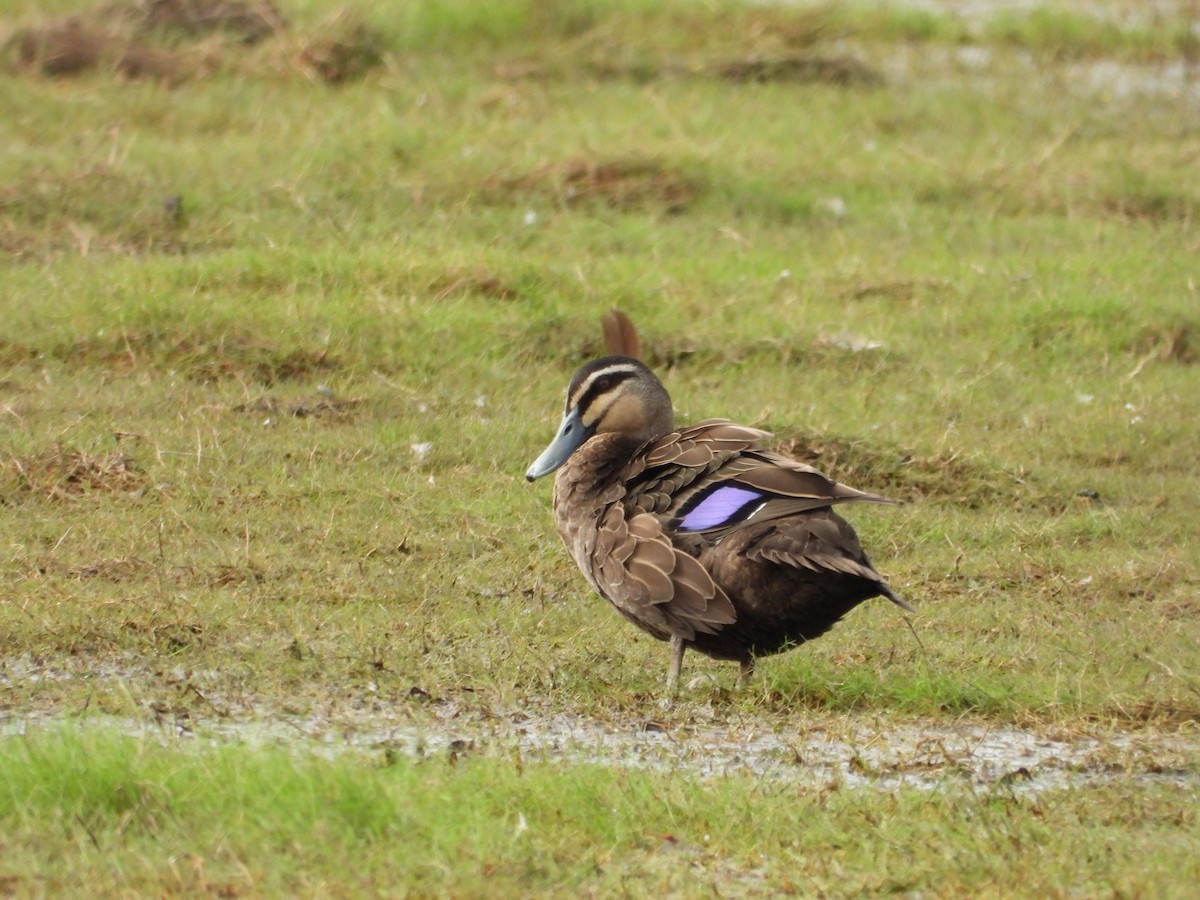 Pacific Black Duck - ML625981327