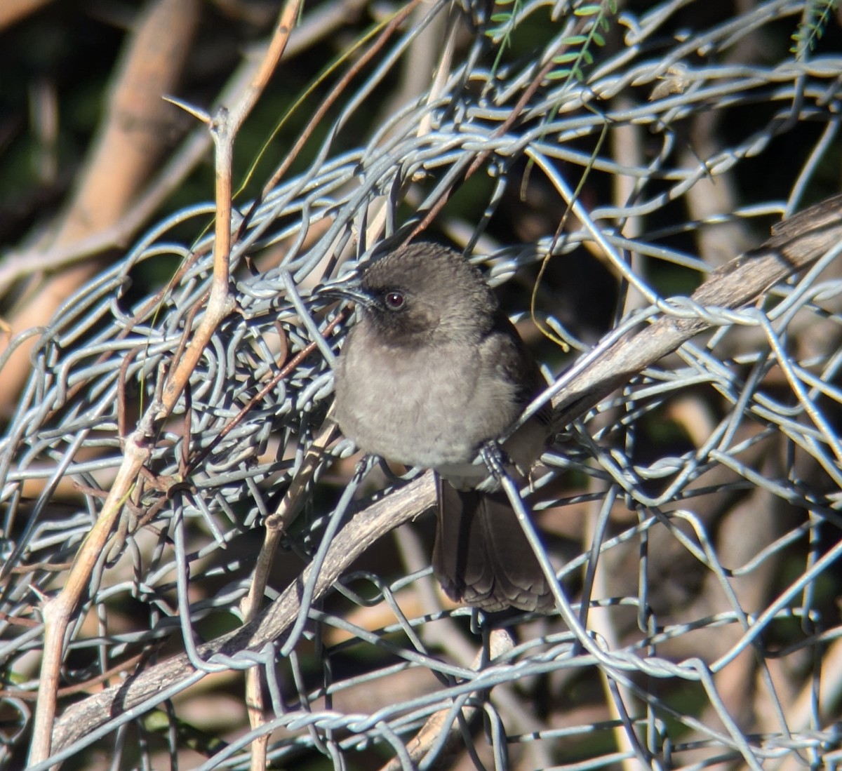 Bulbul Naranjero - ML625981474