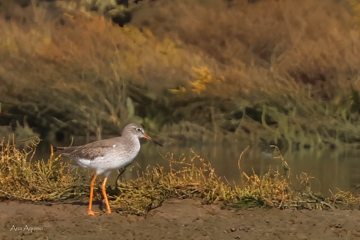 ביצנית לבנת-כנף - ML625981550