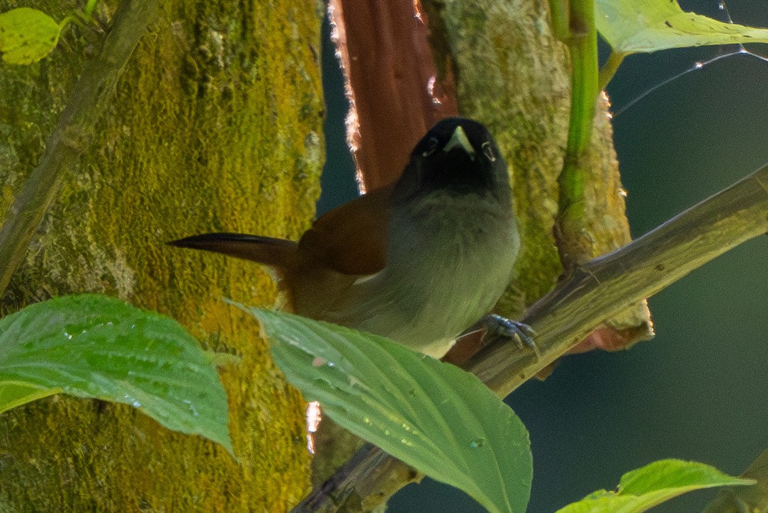 Rwenzori Hill Babbler - ML625981634