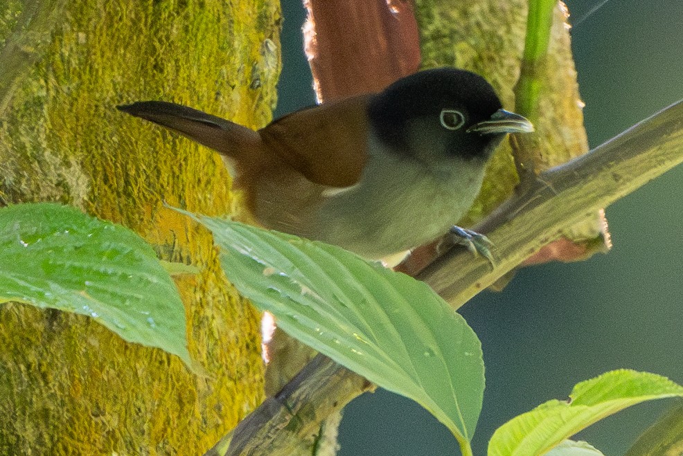 Rwenzori Hill Babbler - ML625981635