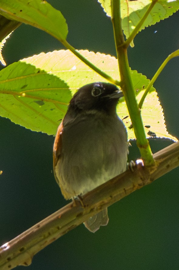 Rwenzori Hill Babbler - ML625981636
