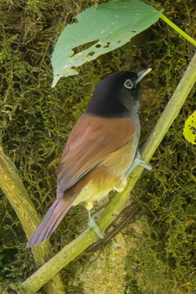 Rwenzori Hill Babbler - ML625981637