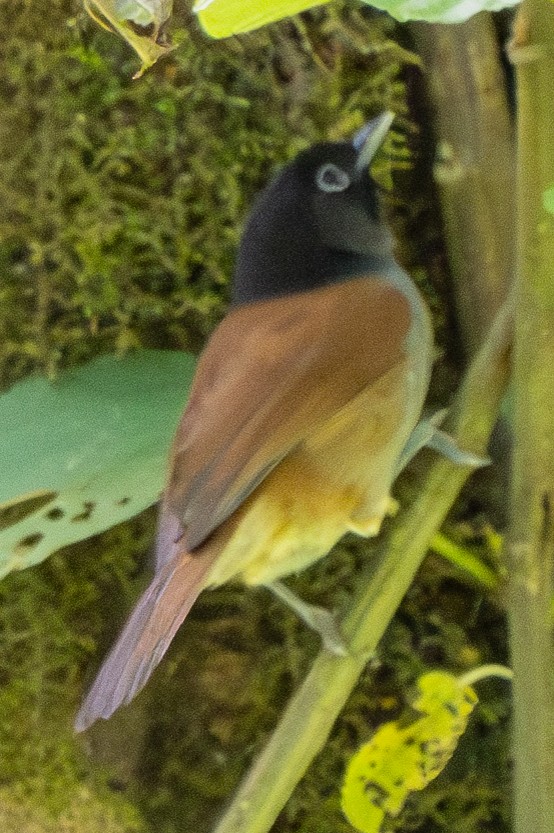 Rwenzori Hill Babbler - ML625981638