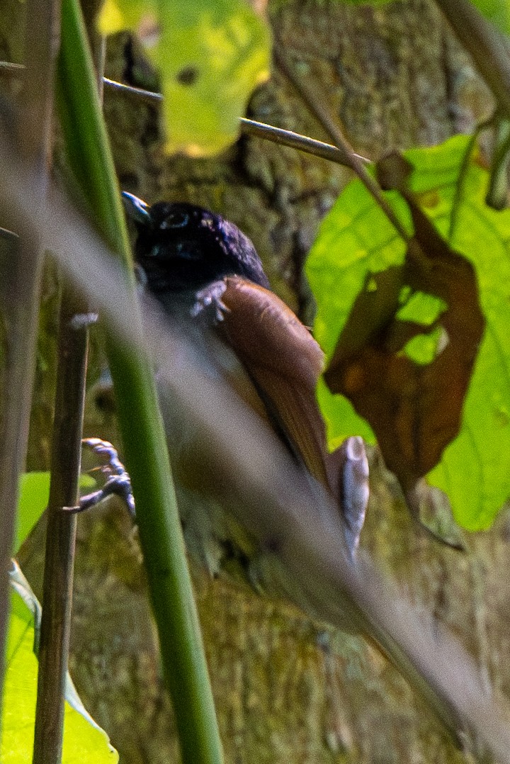 Rwenzori Hill Babbler - ML625981641