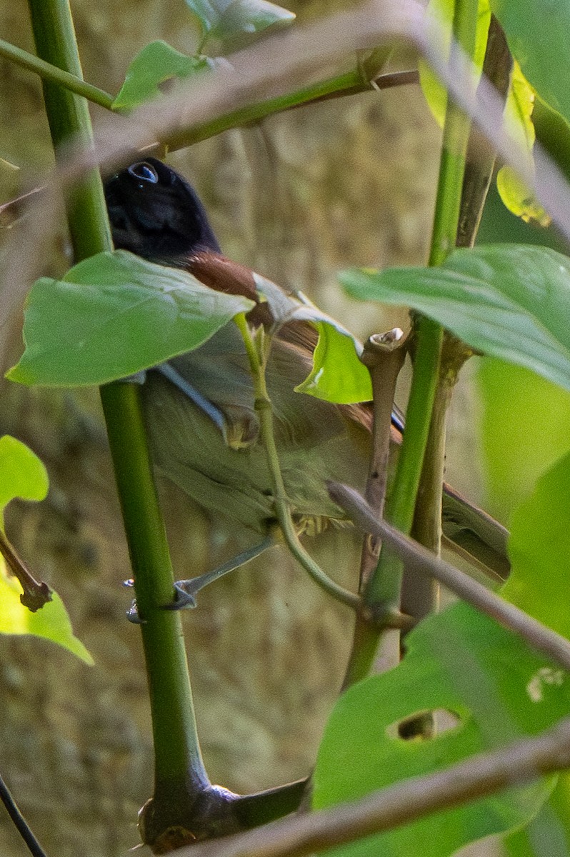 Rwenzori Hill Babbler - ML625981642