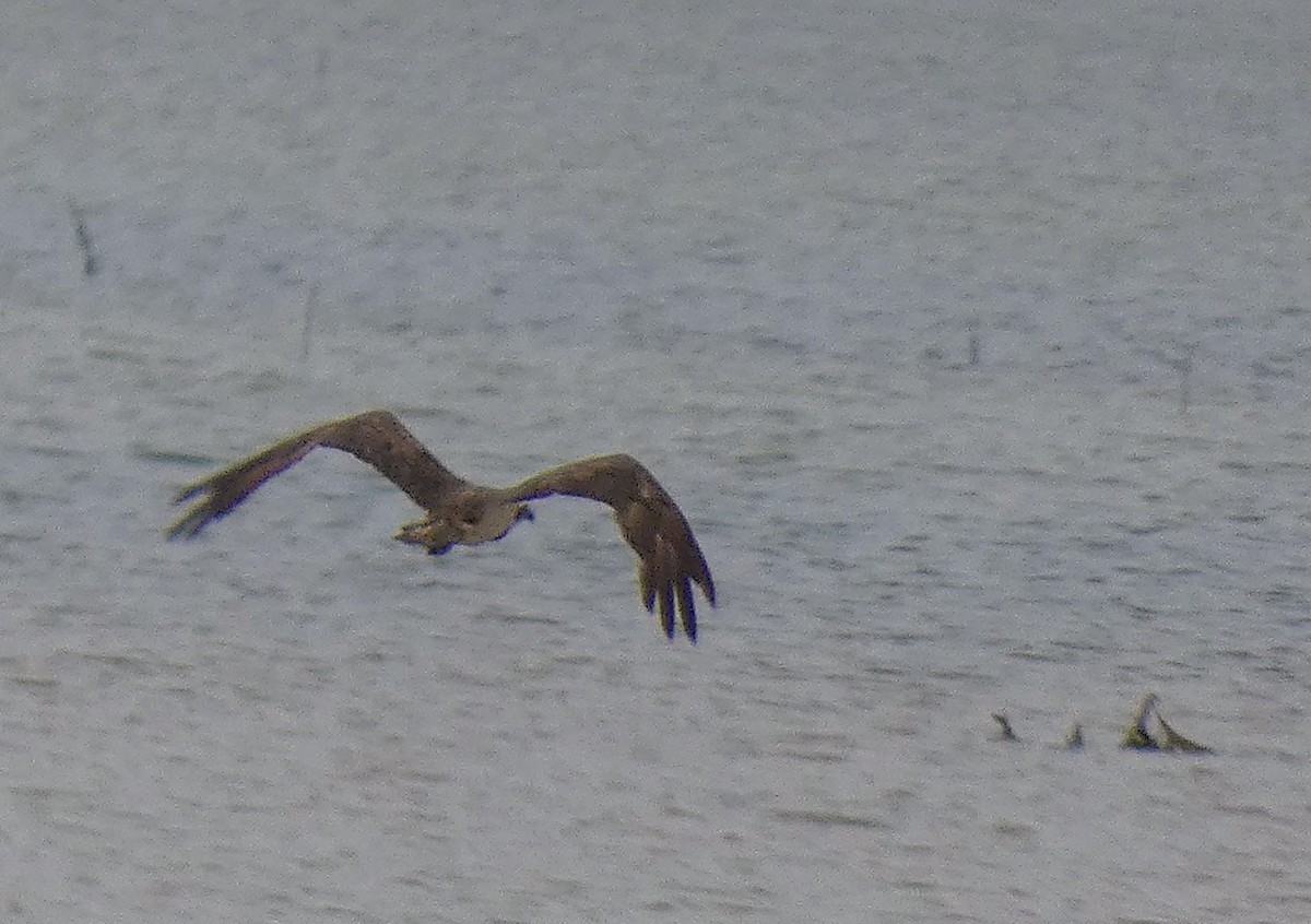 Osprey - ML625981722