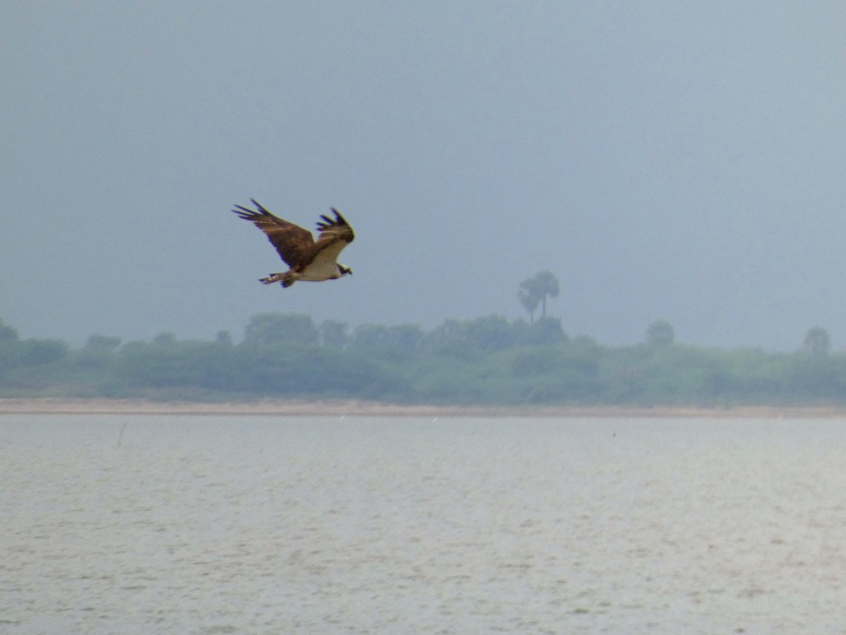 Osprey - ML625981725