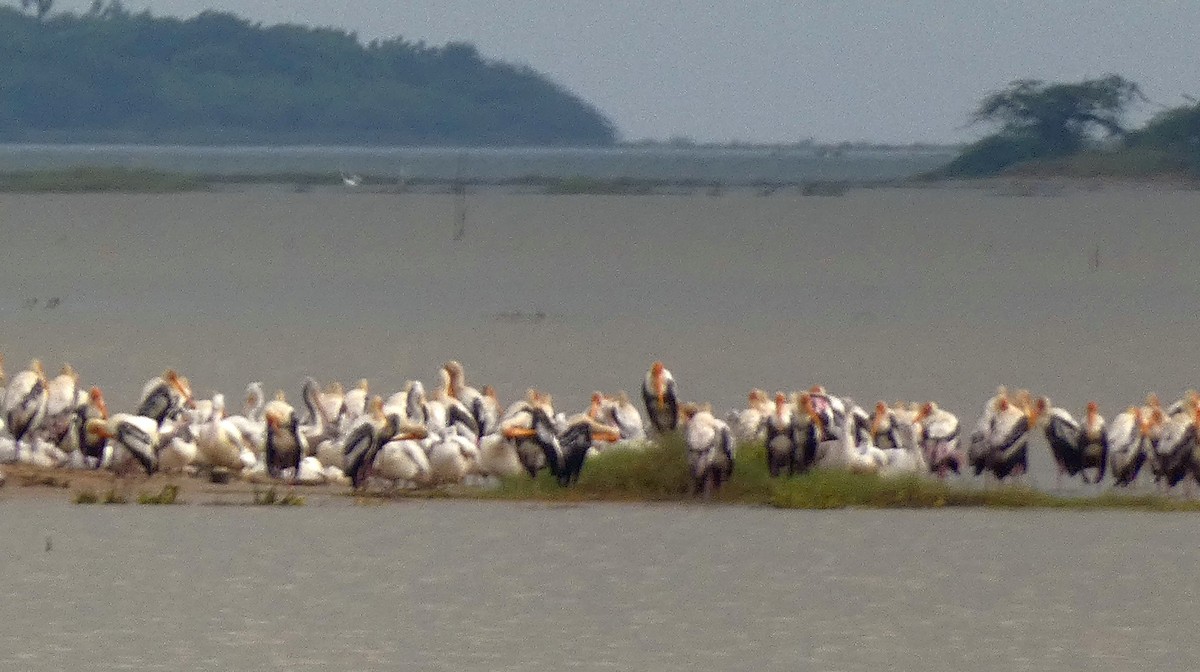 Spot-billed Pelican - ML625981781