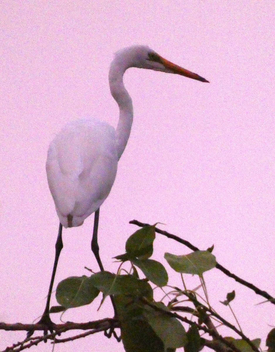 Great Egret - ML625981826