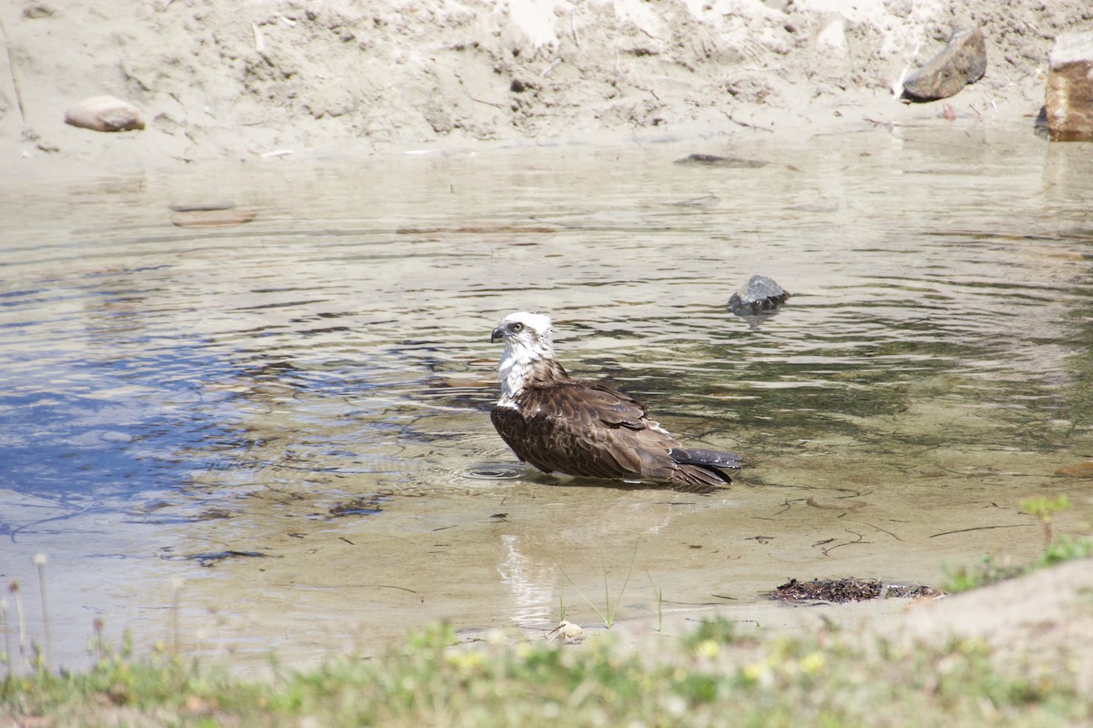 Osprey (Australasian) - ML625982065