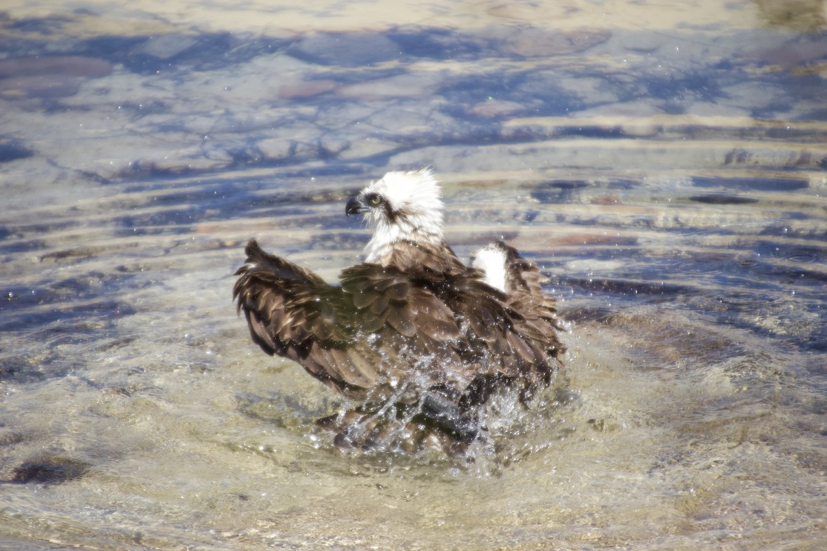 Osprey (Australasian) - ML625982068