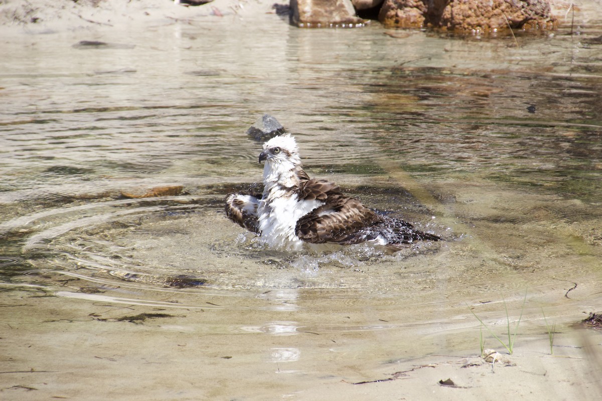 Osprey (Australasian) - ML625982069