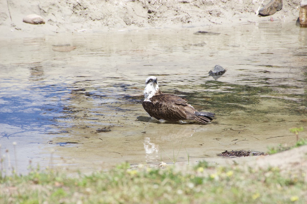 Osprey (Australasian) - ML625982076