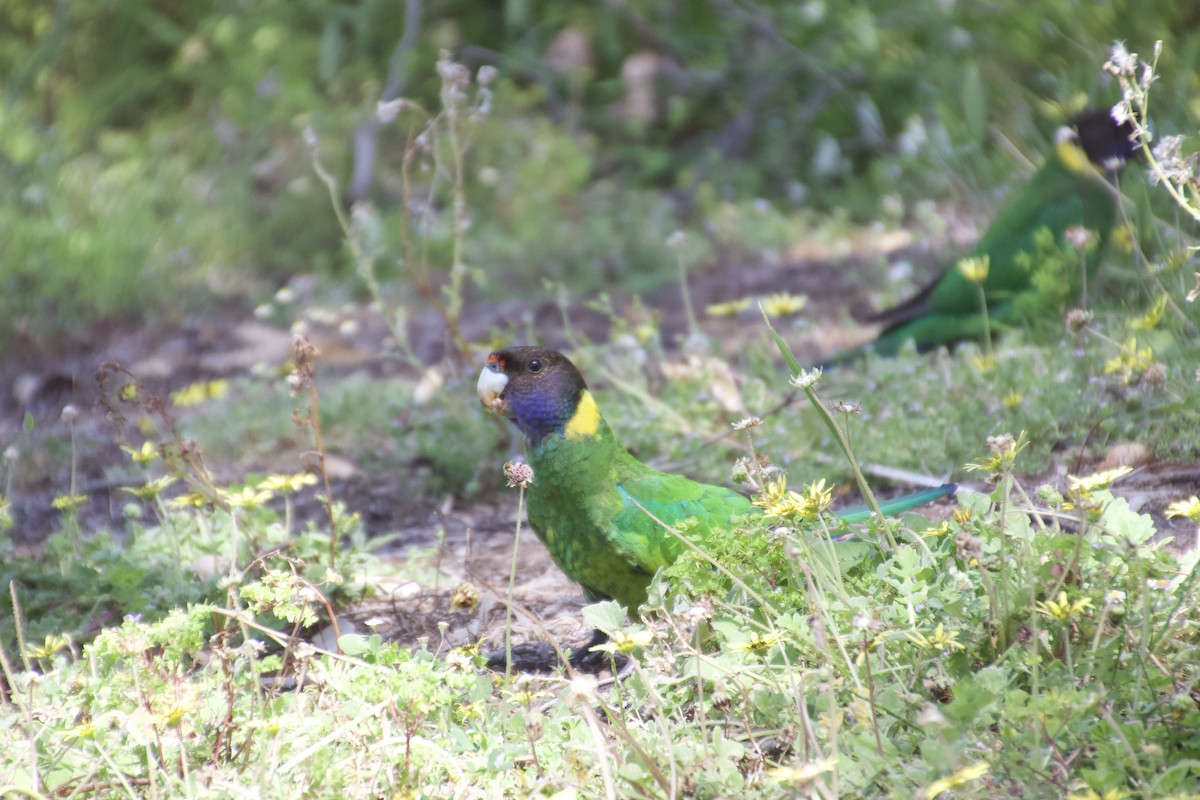 Australian Ringneck (Twenty-eight) - ML625982077