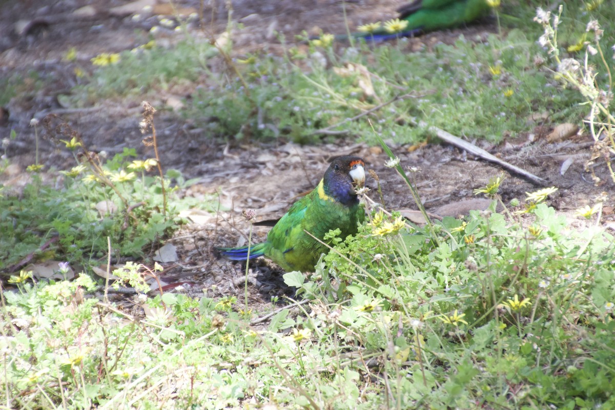 Australian Ringneck (Twenty-eight) - ML625982078